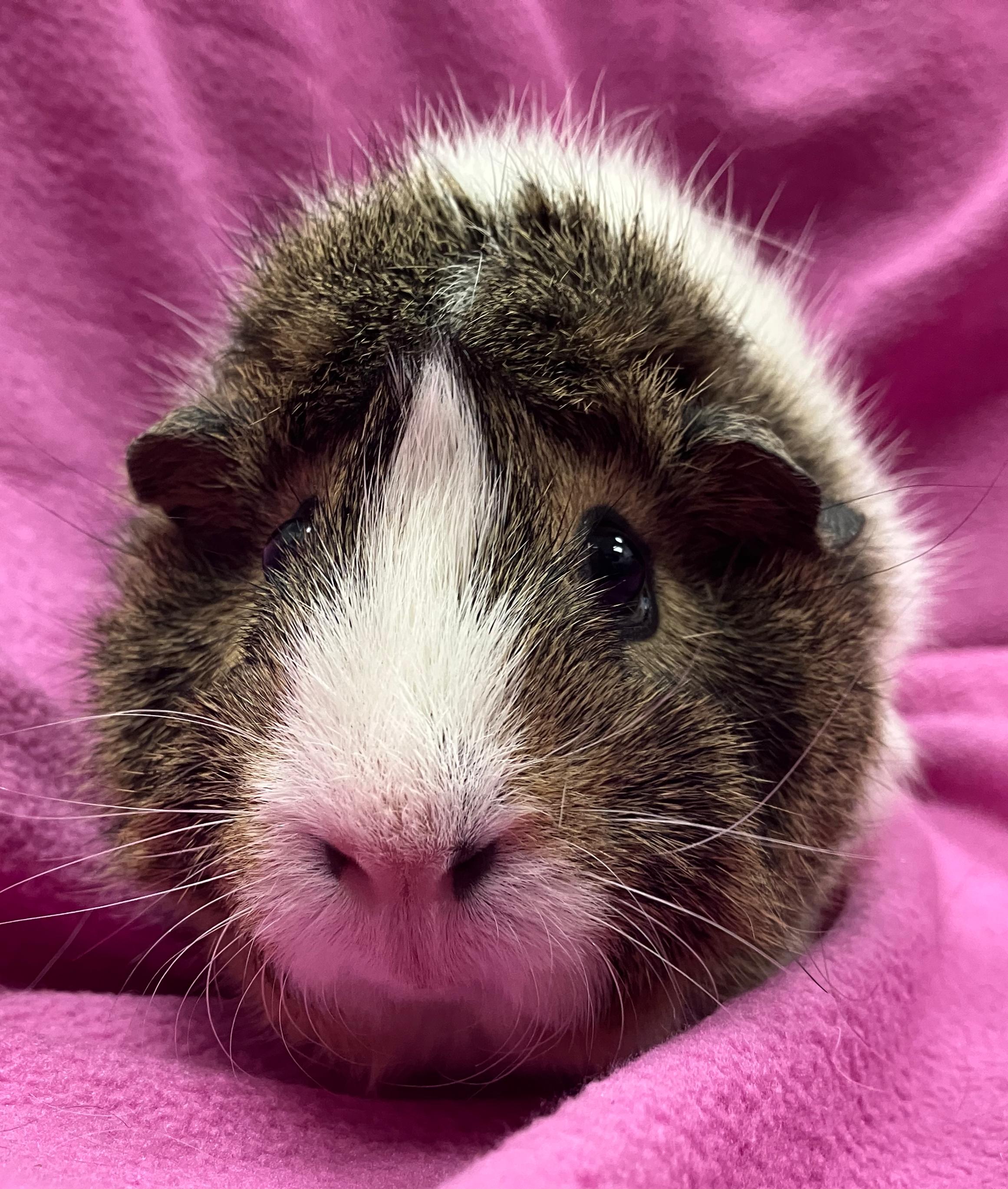 Enlarge Gemma & Gwen, an adopted Guinea Pig in Oshkosh, WI image 2/5