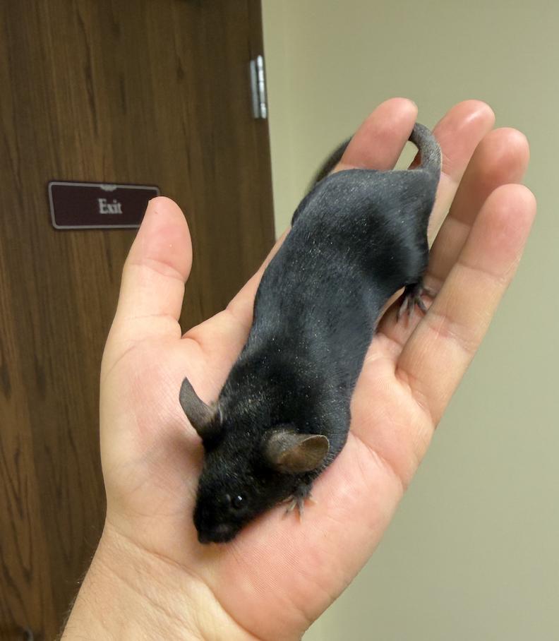 Nicodemus, ADOPTABLE, Young Male Mouse.