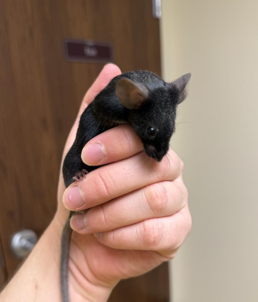 Enlarge Nicodemus, a ADOPTABLE Mouse in Minneapolis, MN image 5/5
