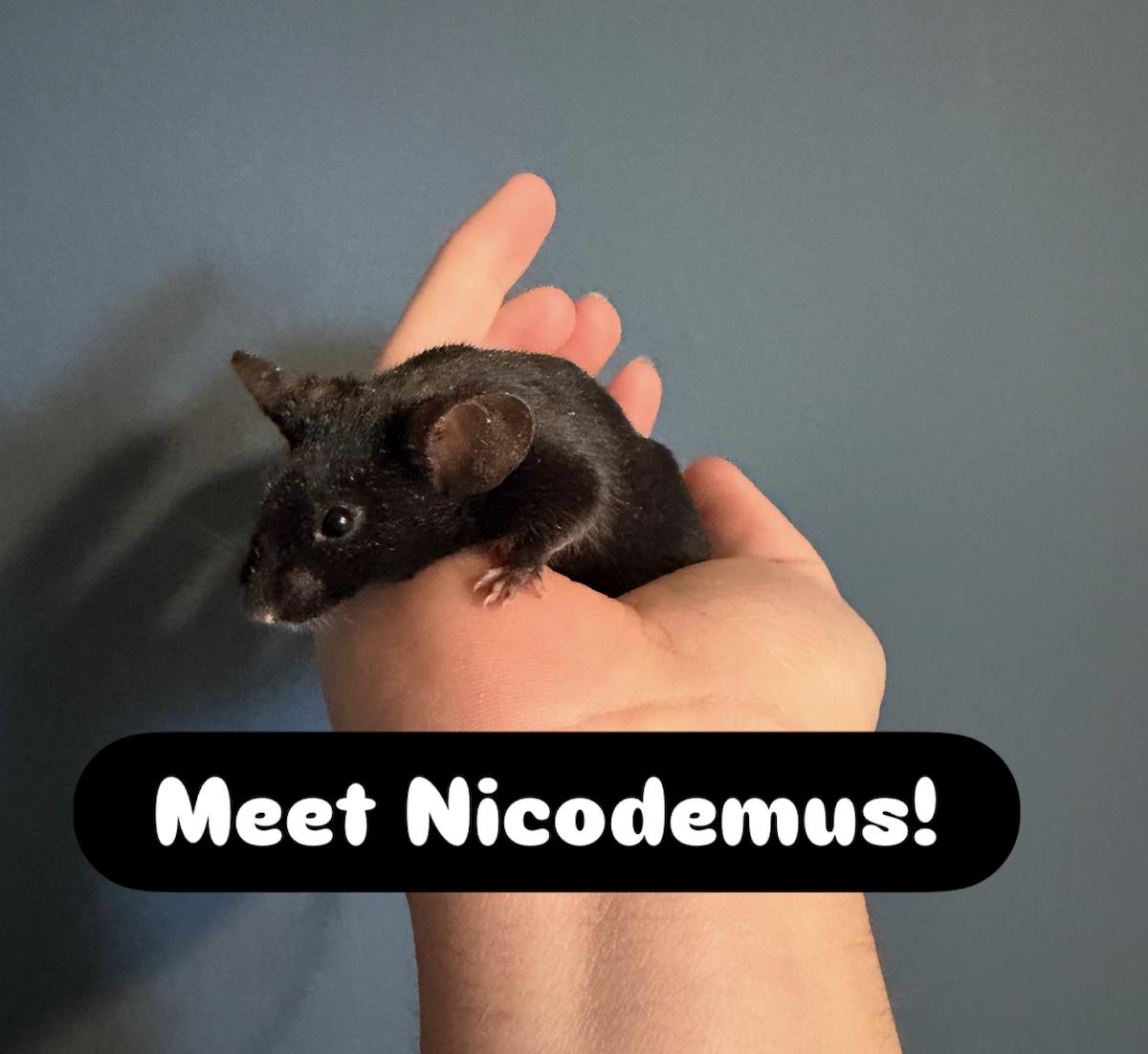 Nicodemus, ADOPTABLE, Young Male Mouse.