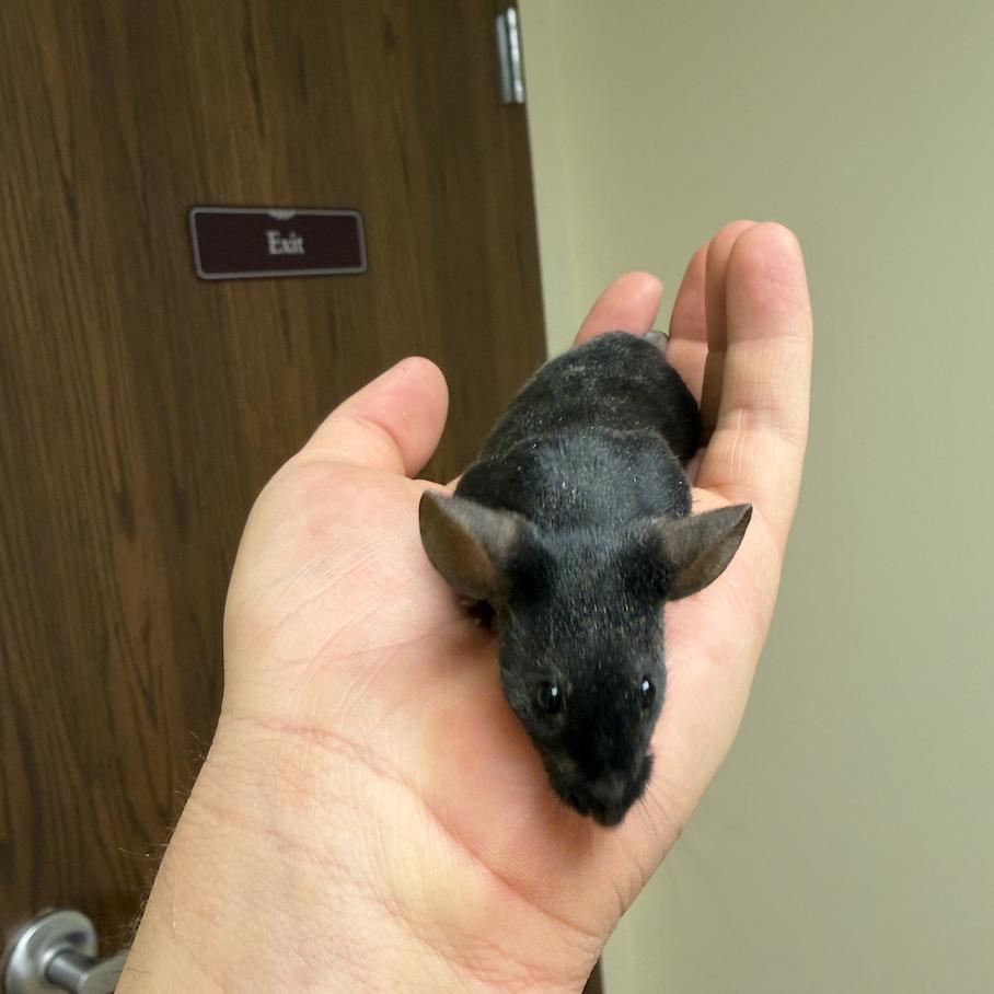 Enlarge Nicodemus, a ADOPTABLE Mouse in Minneapolis, MN image 4/5