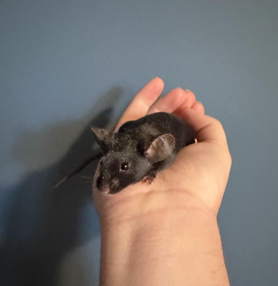 Enlarge Nicodemus, a ADOPTABLE Mouse in Minneapolis, MN image 3/5