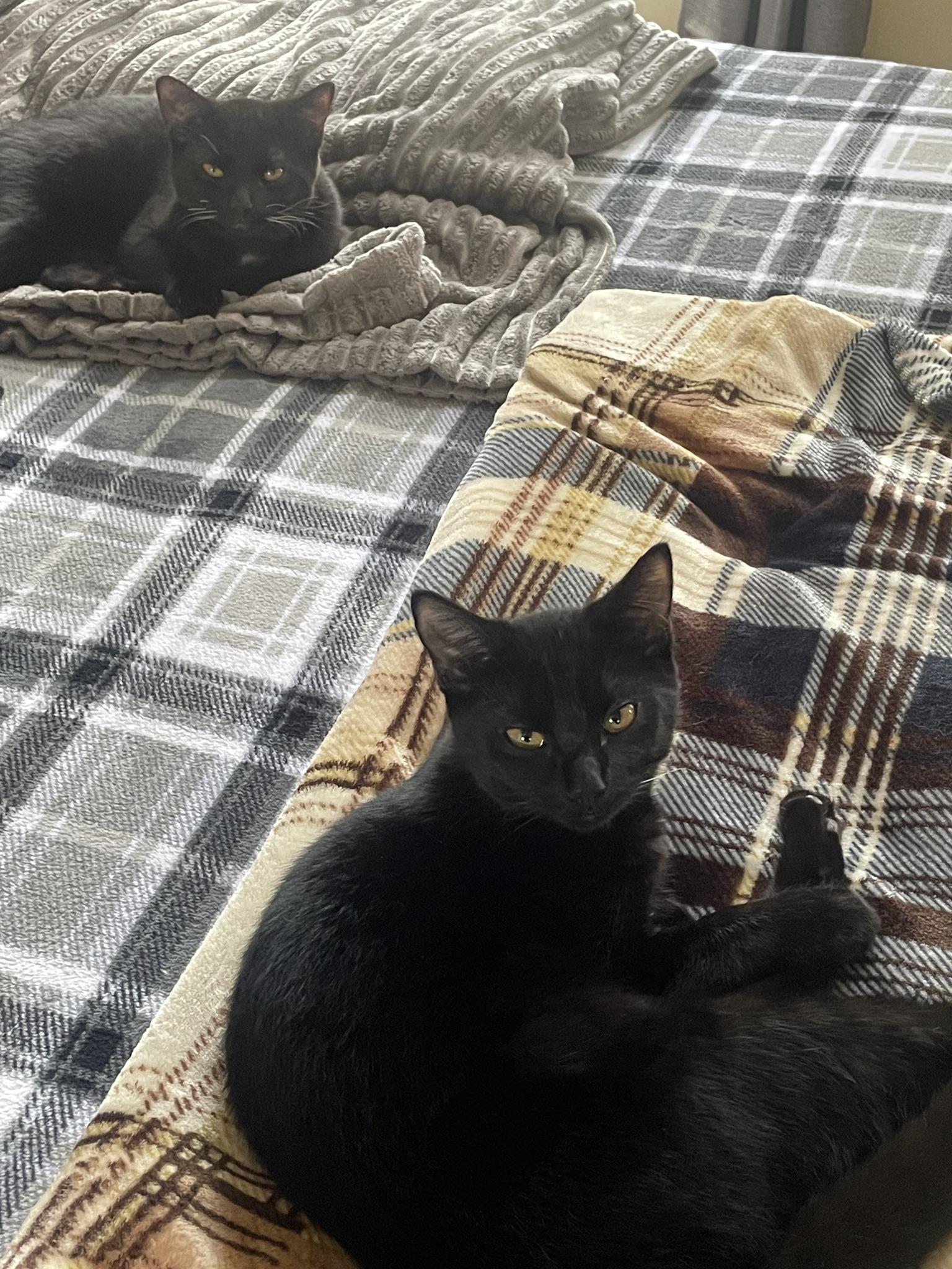 Marlow and Luna - Dynamic Duo
