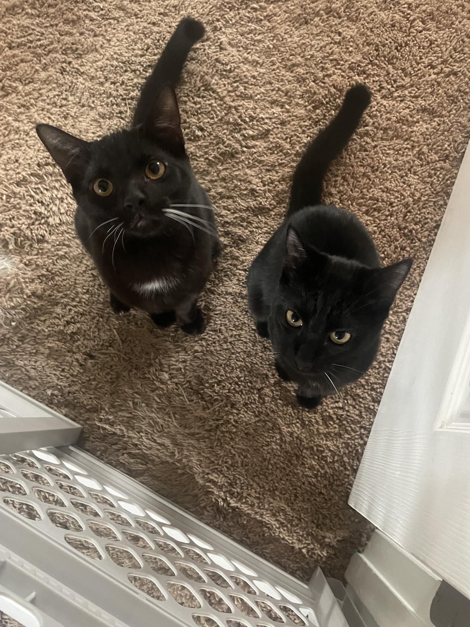 Marlow and Luna - Dynamic Duo