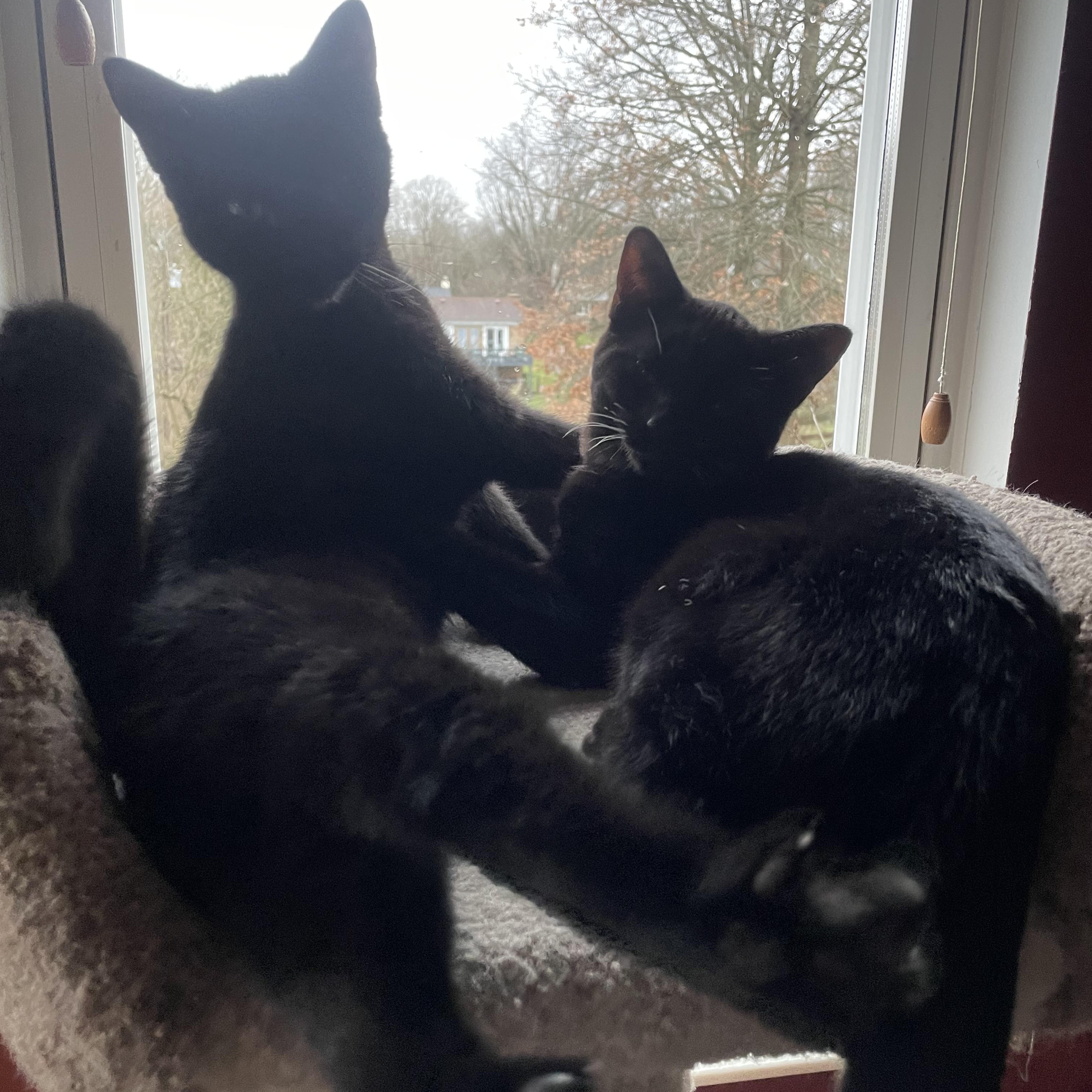 Marlow and Luna - Dynamic Duo
