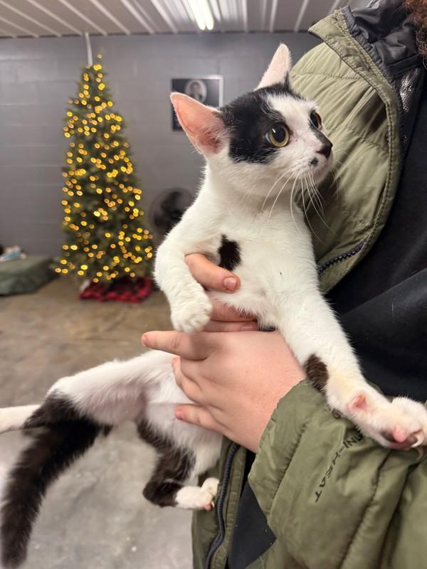 Enlarge Patch, a Adoptable mixed breed in Campbellsville, KY image 1/1