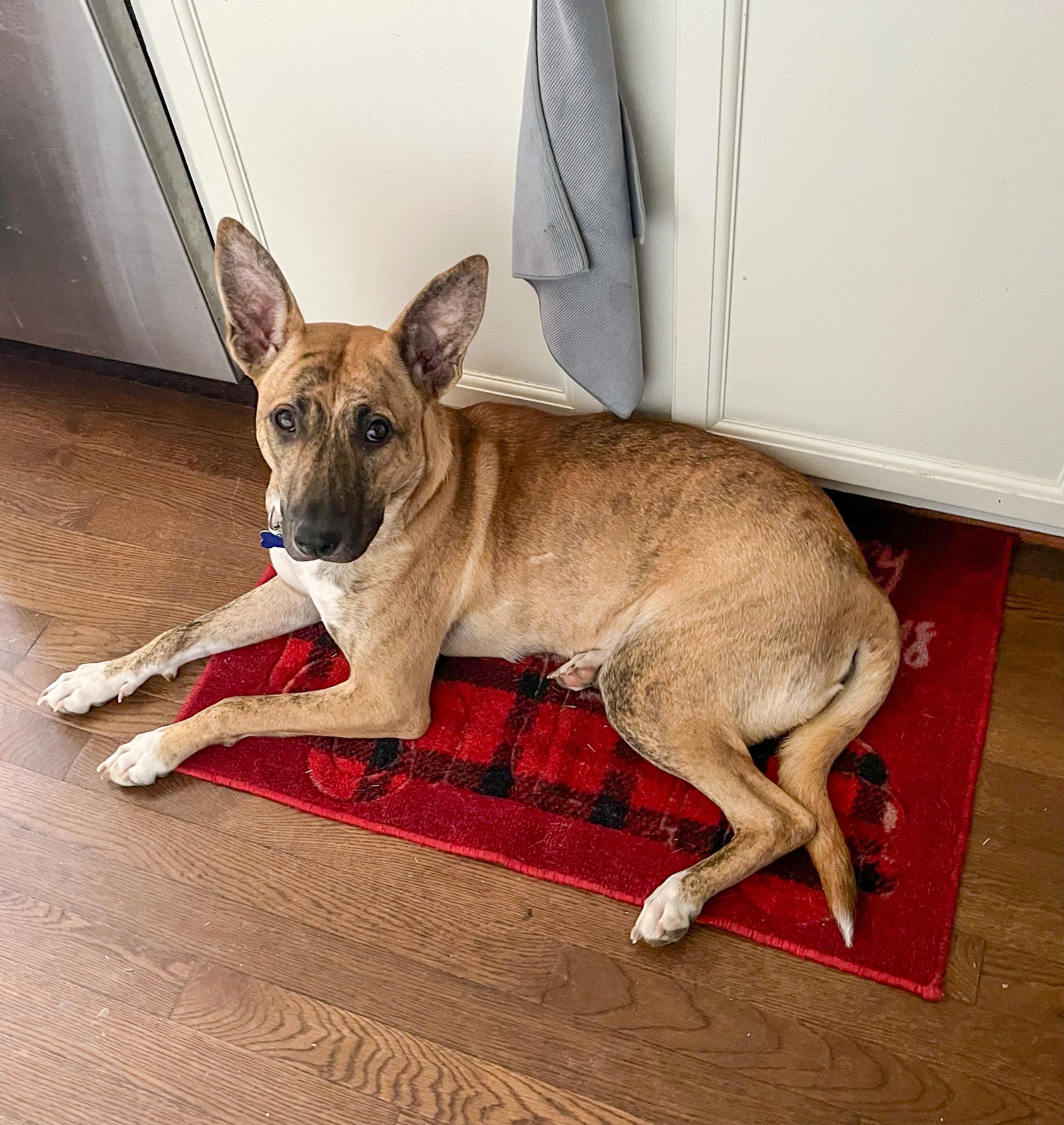 Enlarge Beth, a Adoptable mixed breed in Columbia, MD image 1/6