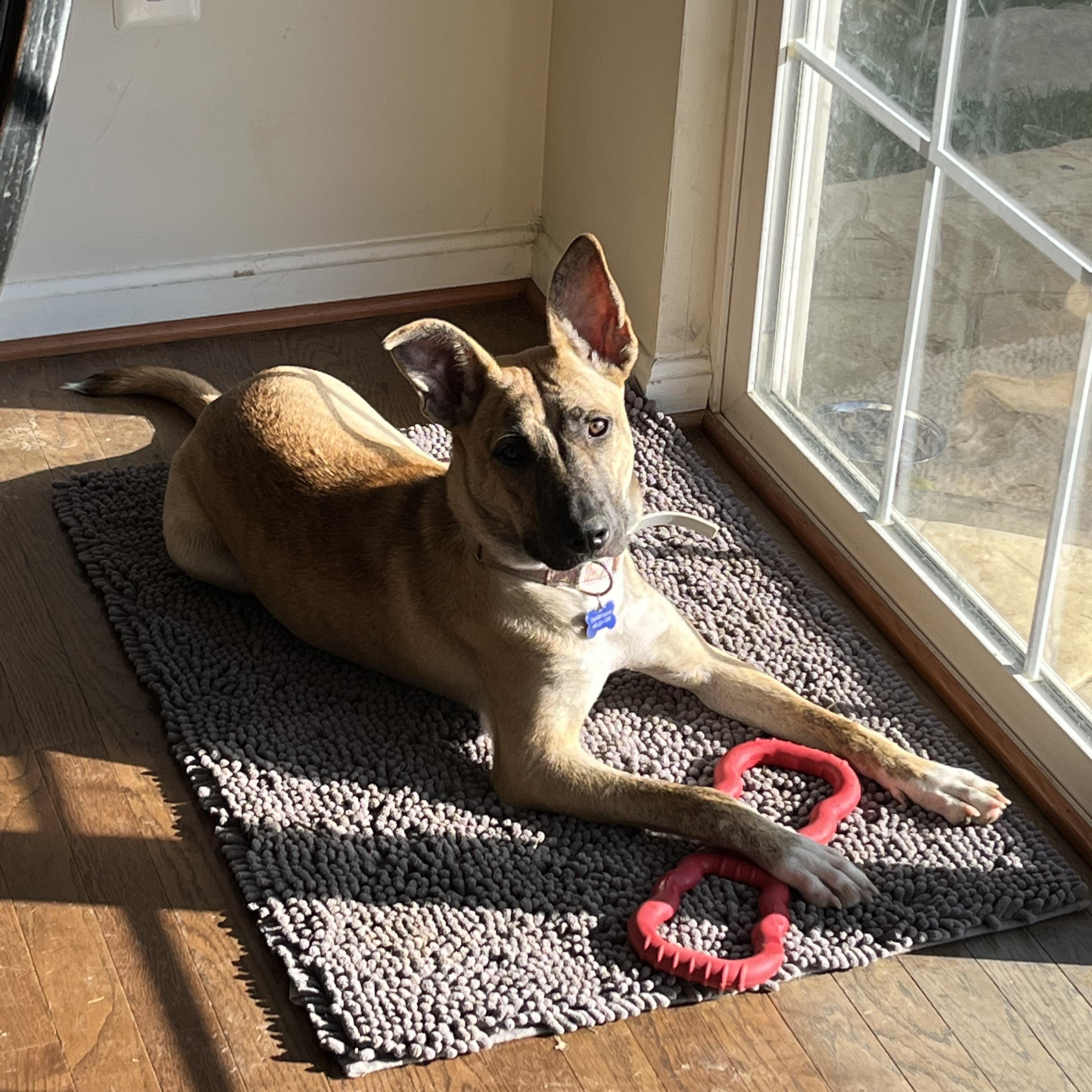 Enlarge Beth, a Adoptable mixed breed in Columbia, MD image 2/6