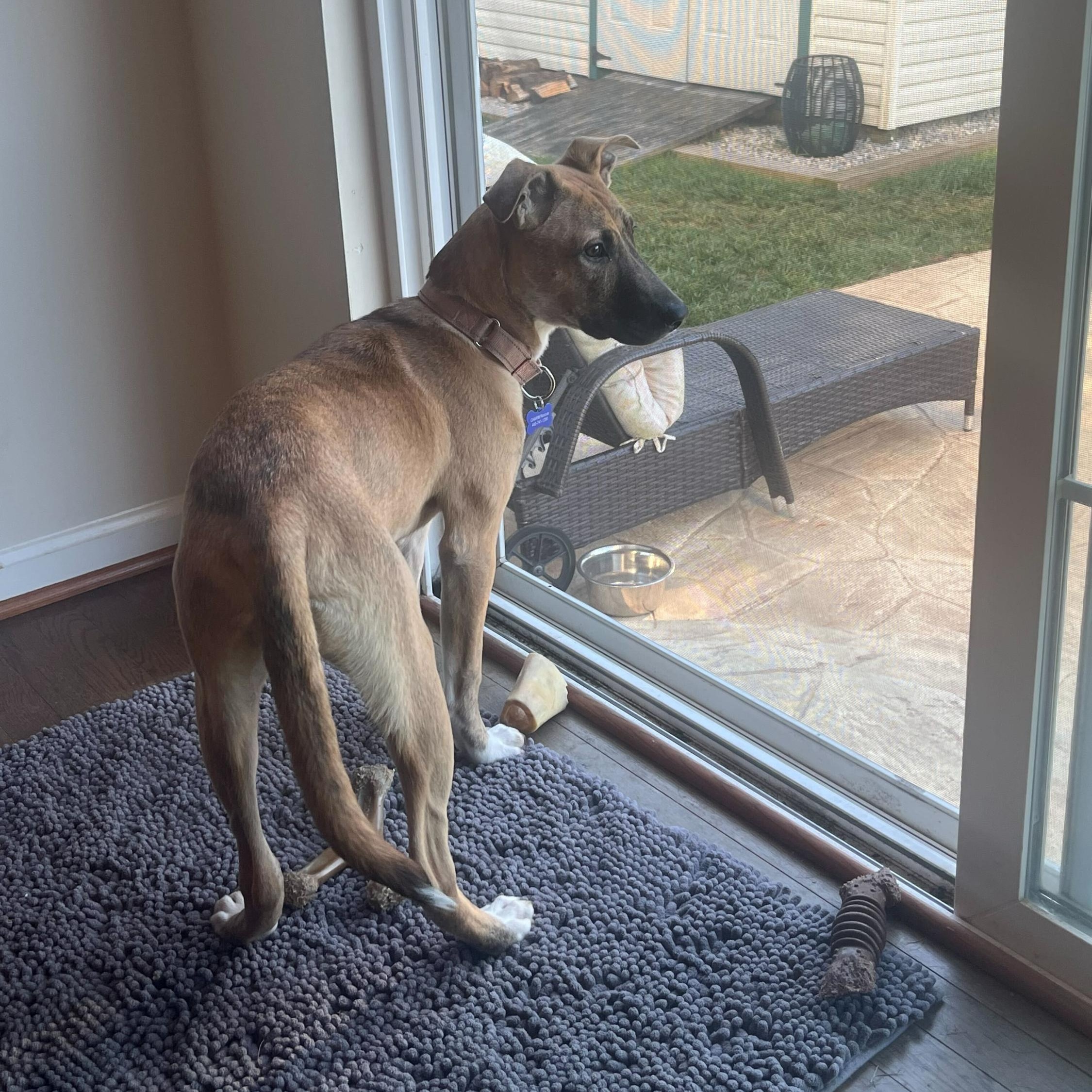 Enlarge Beth, a Adoptable mixed breed in Columbia, MD image 6/6