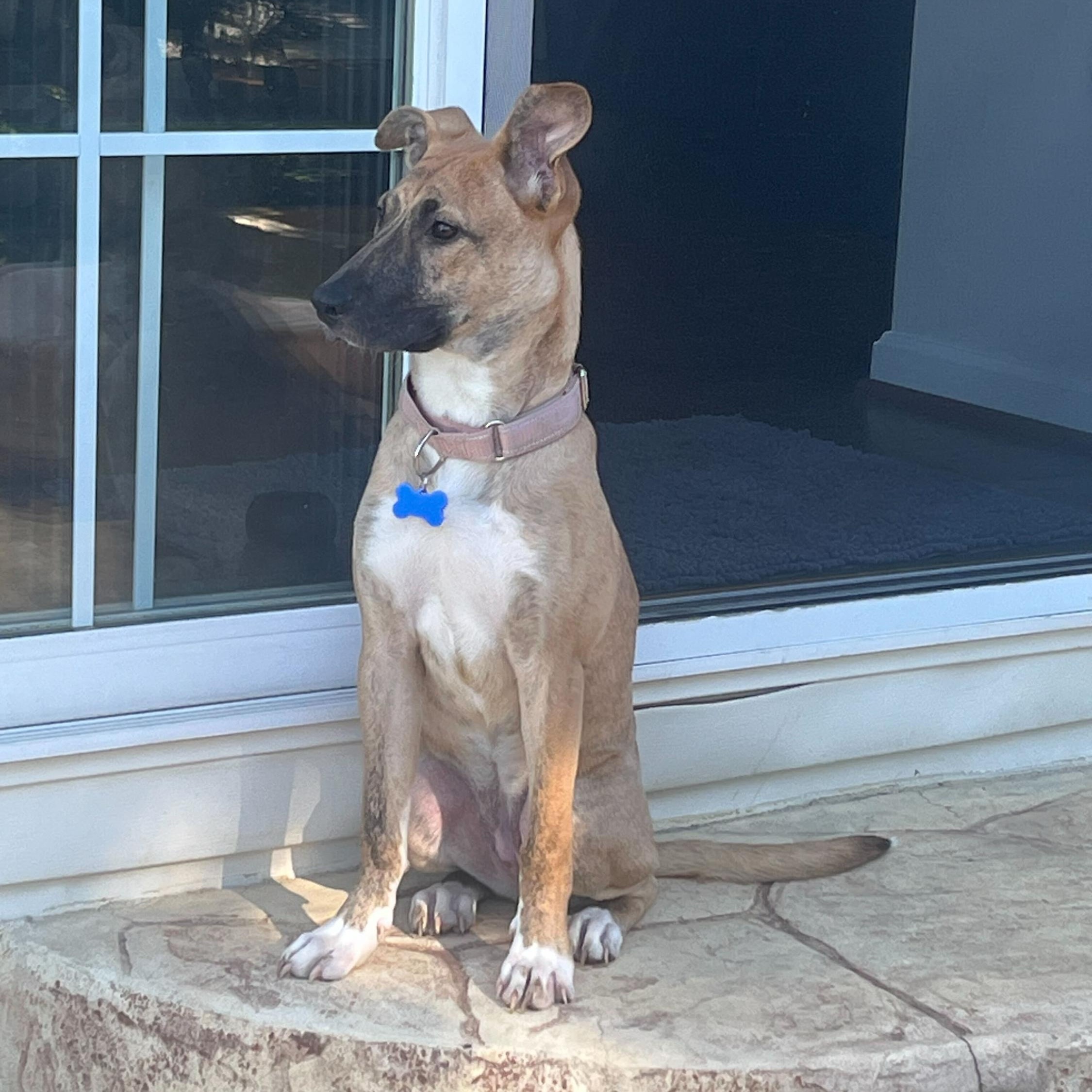 Enlarge Beth, a Adoptable mixed breed in Columbia, MD image 5/6