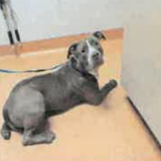 Enlarge Zombie, a Adoptable Pit Bull Terrier in Kensington, CA image 1/1