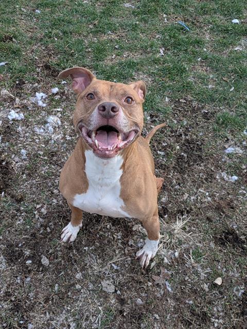 BISHOP, Adoptable, Adult Male Pit Bull Terrier & Mixed Breed.