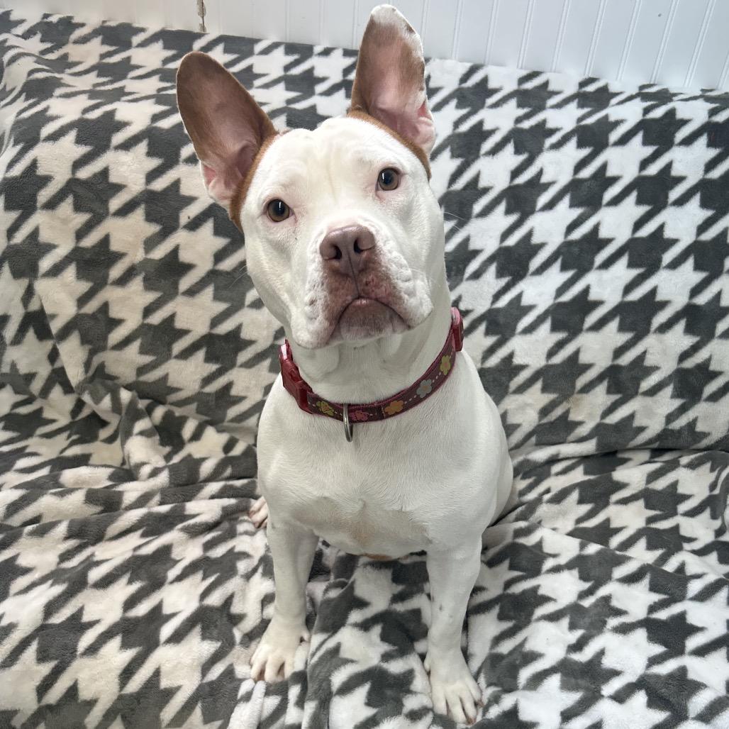 Sassy, Adoptable, Young Female English Bulldog.