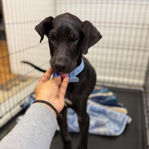 Puck, Adoptable, Puppy Male Rhodesian Ridgeback & Mixed Breed.