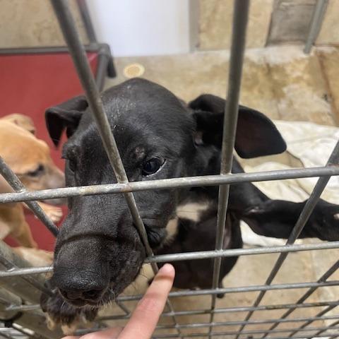 Puck, a Adoptable mixed breed in Madison, WI image 2/3