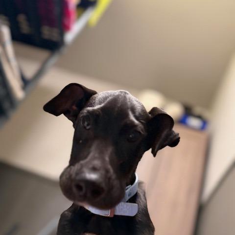 Puck, a Adoptable mixed breed in Madison, WI image 3/3