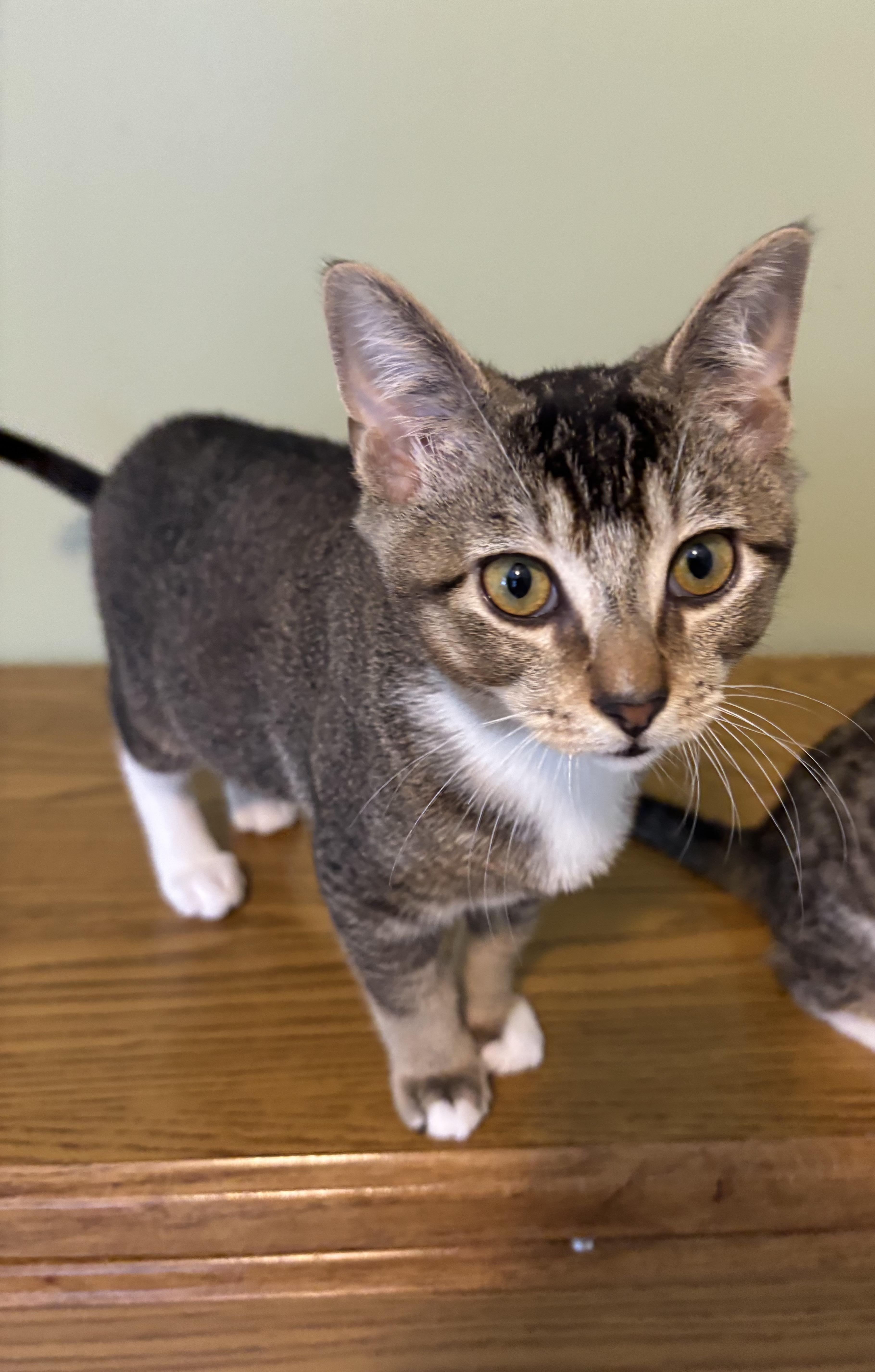 Enlarge Miney, an adopted Domestic Short Hair in Elverson, PA image 1/2