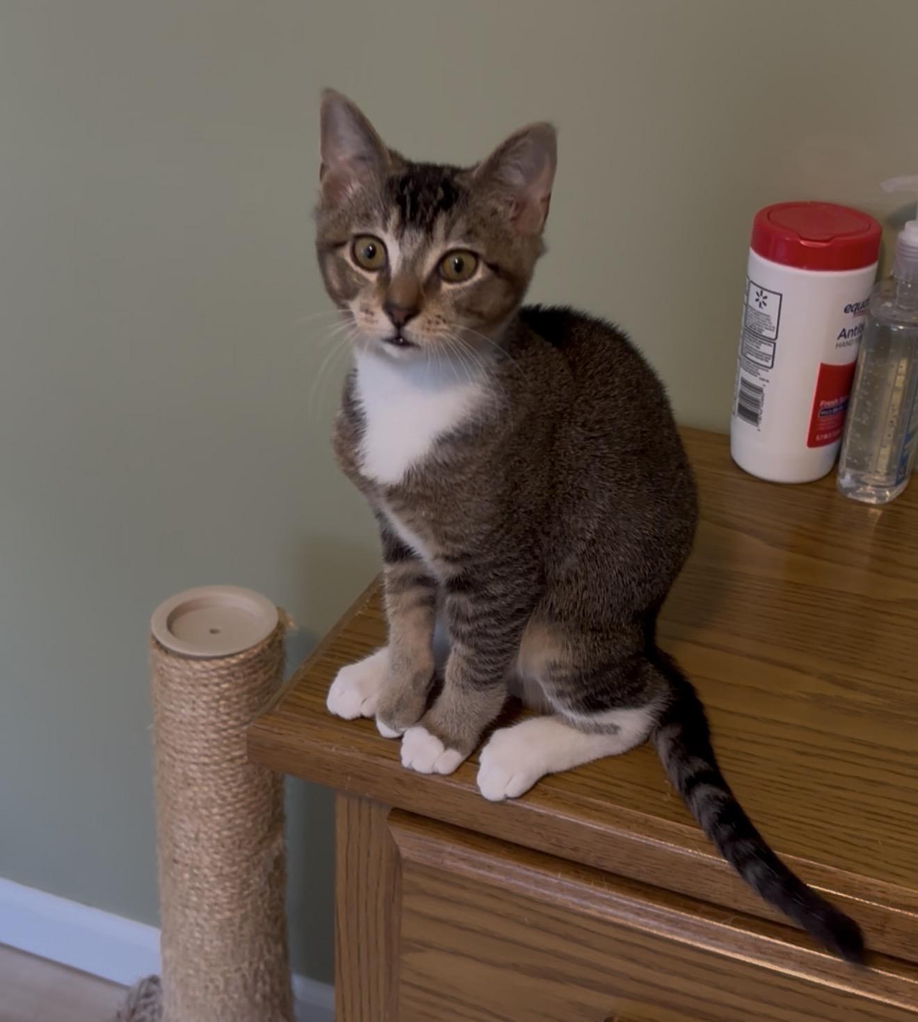 Enlarge Miney, an adopted Domestic Short Hair in Elverson, PA image 2/2