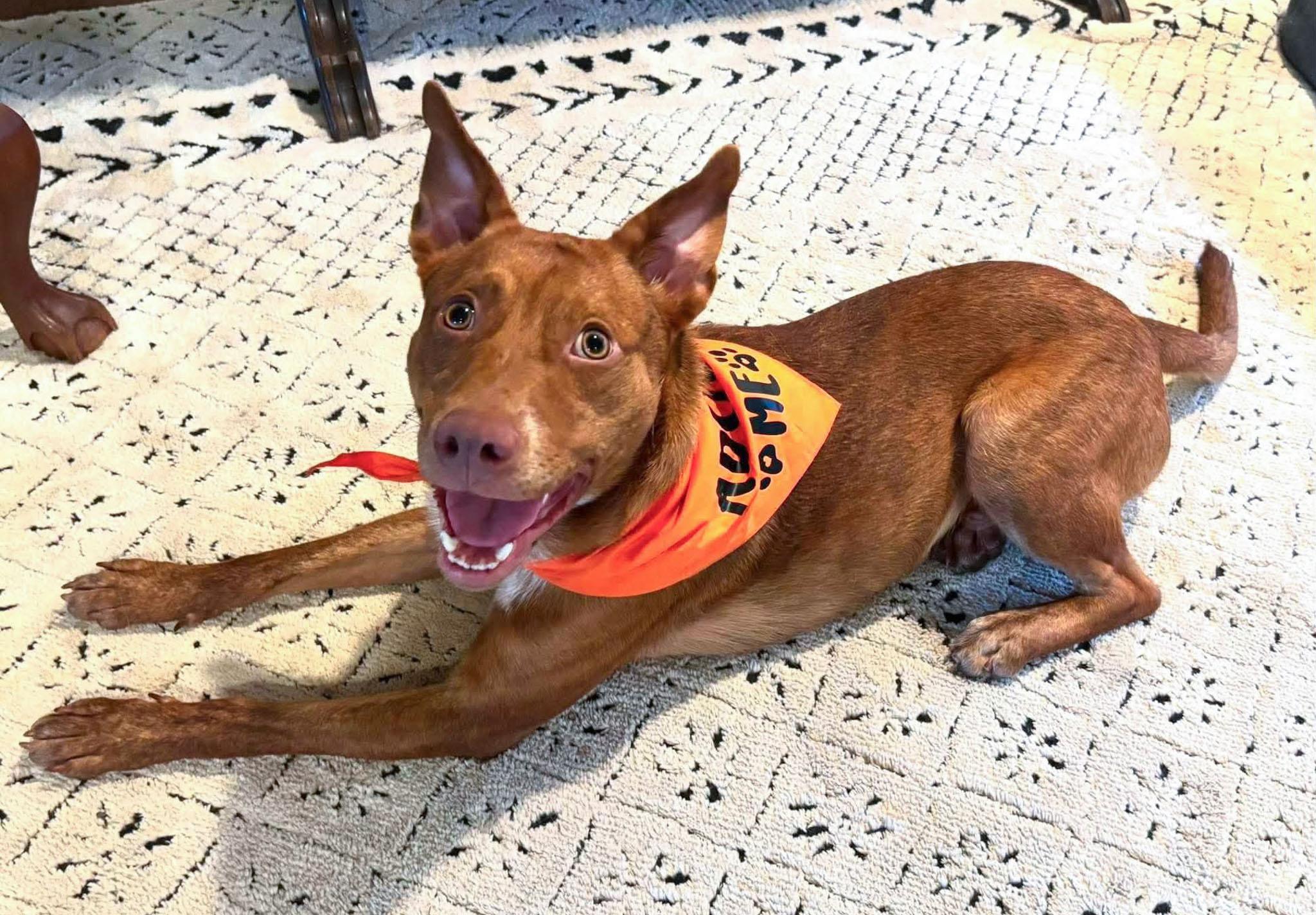 Enlarge Neville, a Adoptable mixed breed in Albany, NY image 6/6