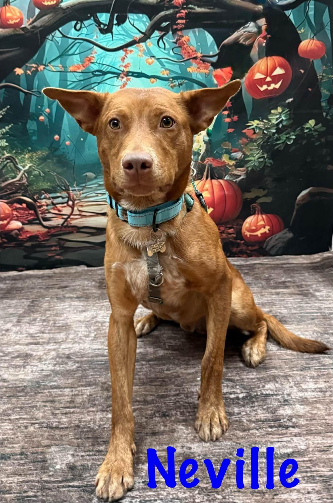 Enlarge Neville, a Adoptable mixed breed in Albany, NY image 5/6