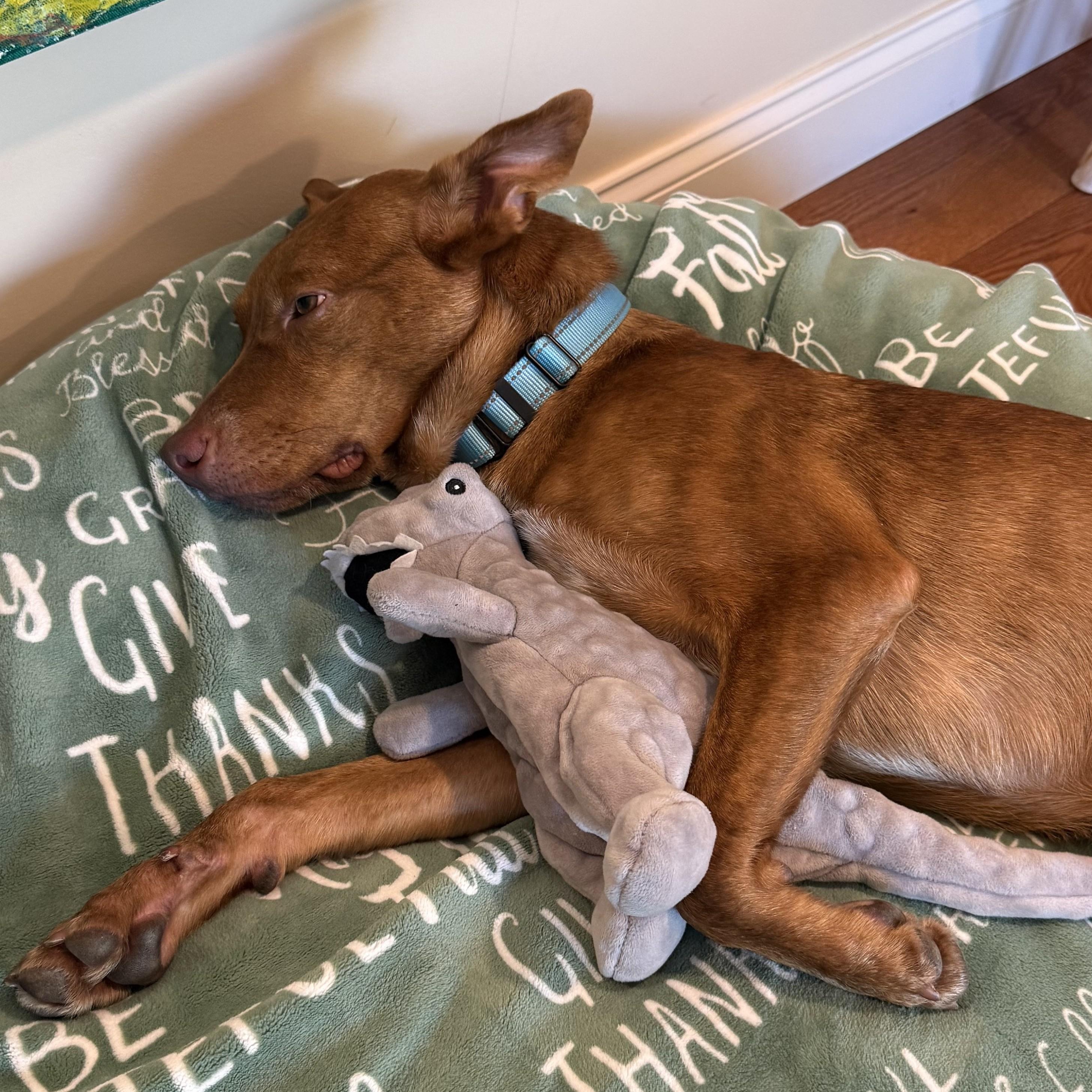 Neville, Adoptable, Puppy Male Cattle Dog.