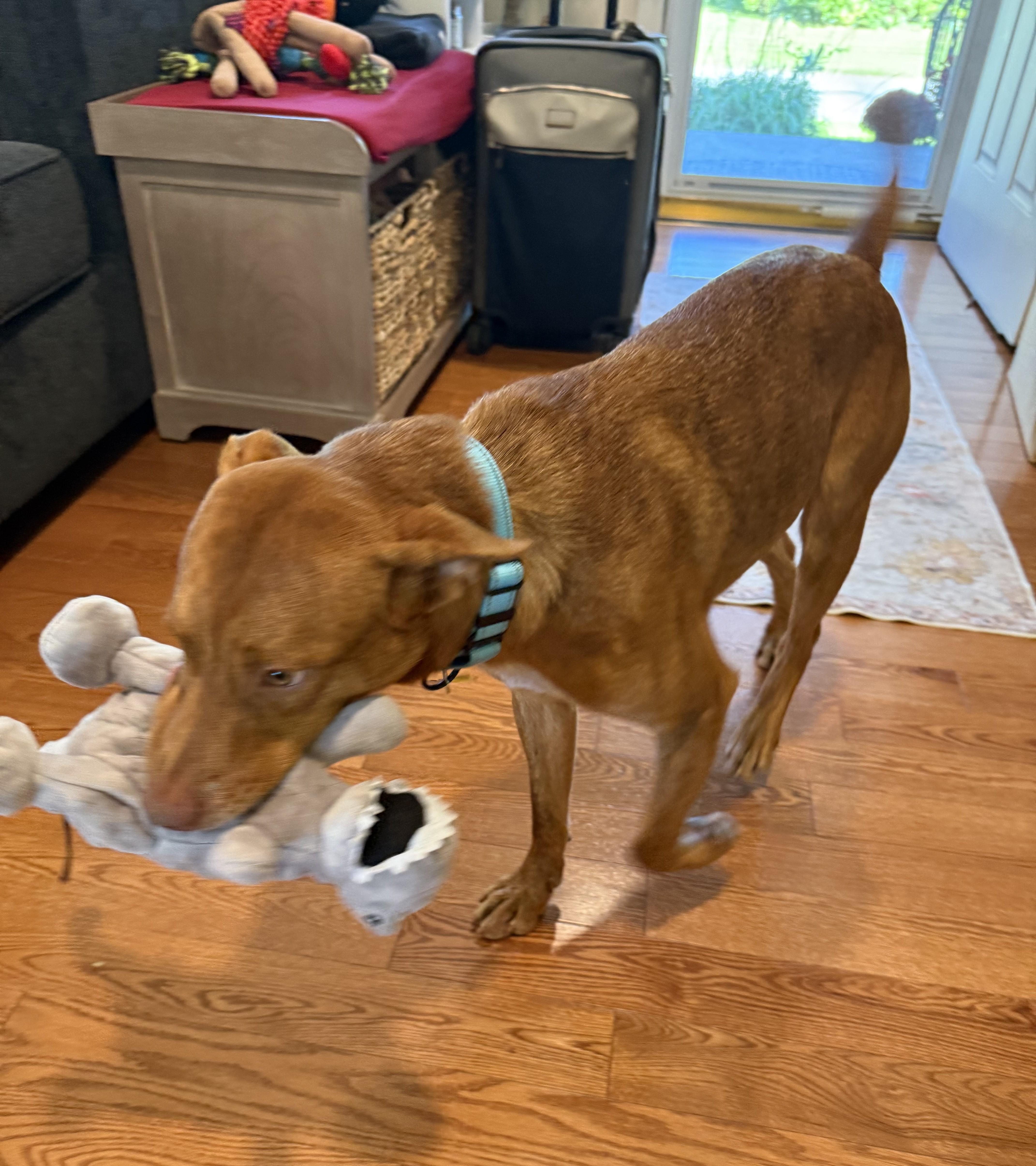 Enlarge Neville, a Adoptable mixed breed in Albany, NY image 3/6