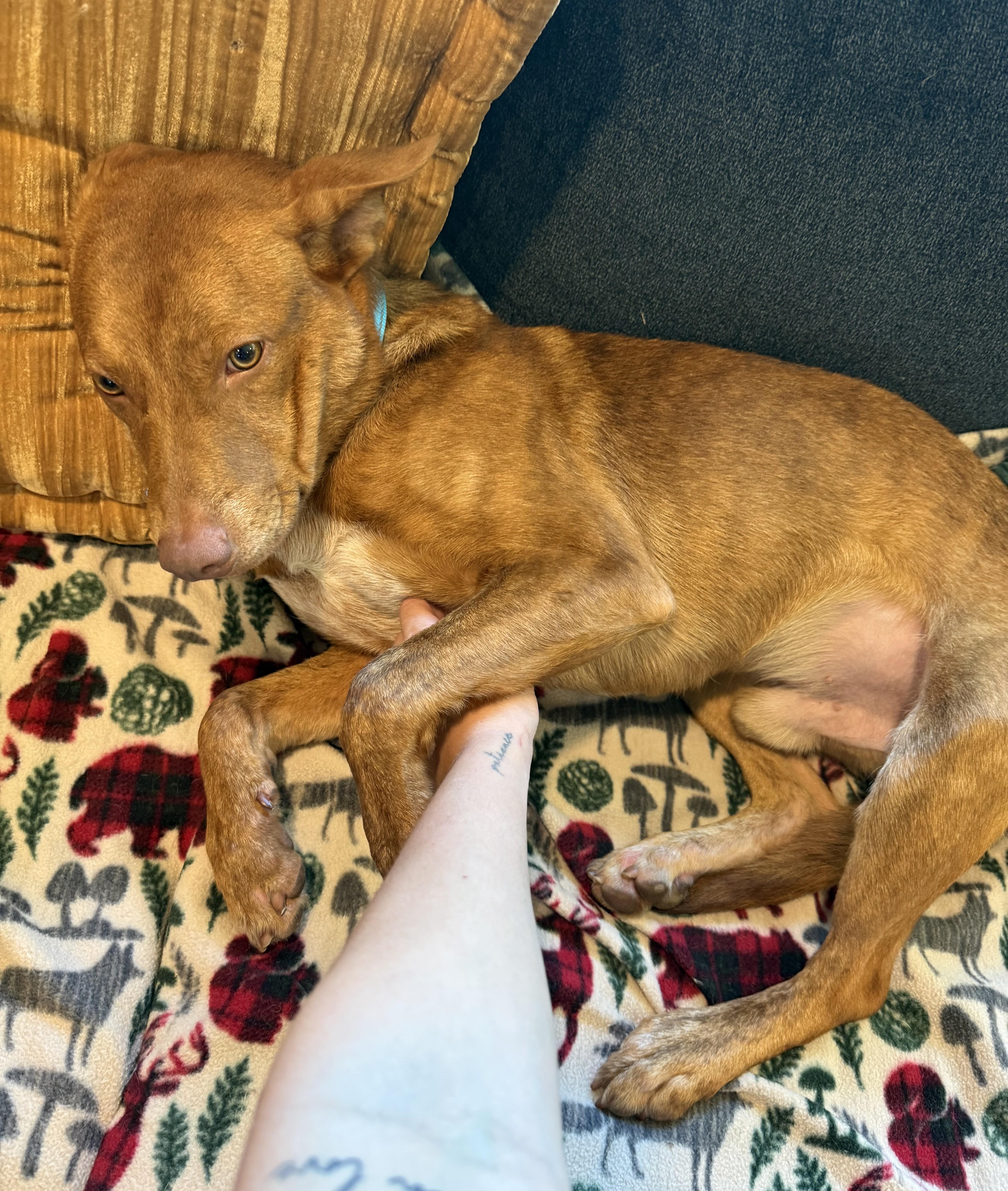 Enlarge Neville, a Adoptable mixed breed in Albany, NY image 4/6