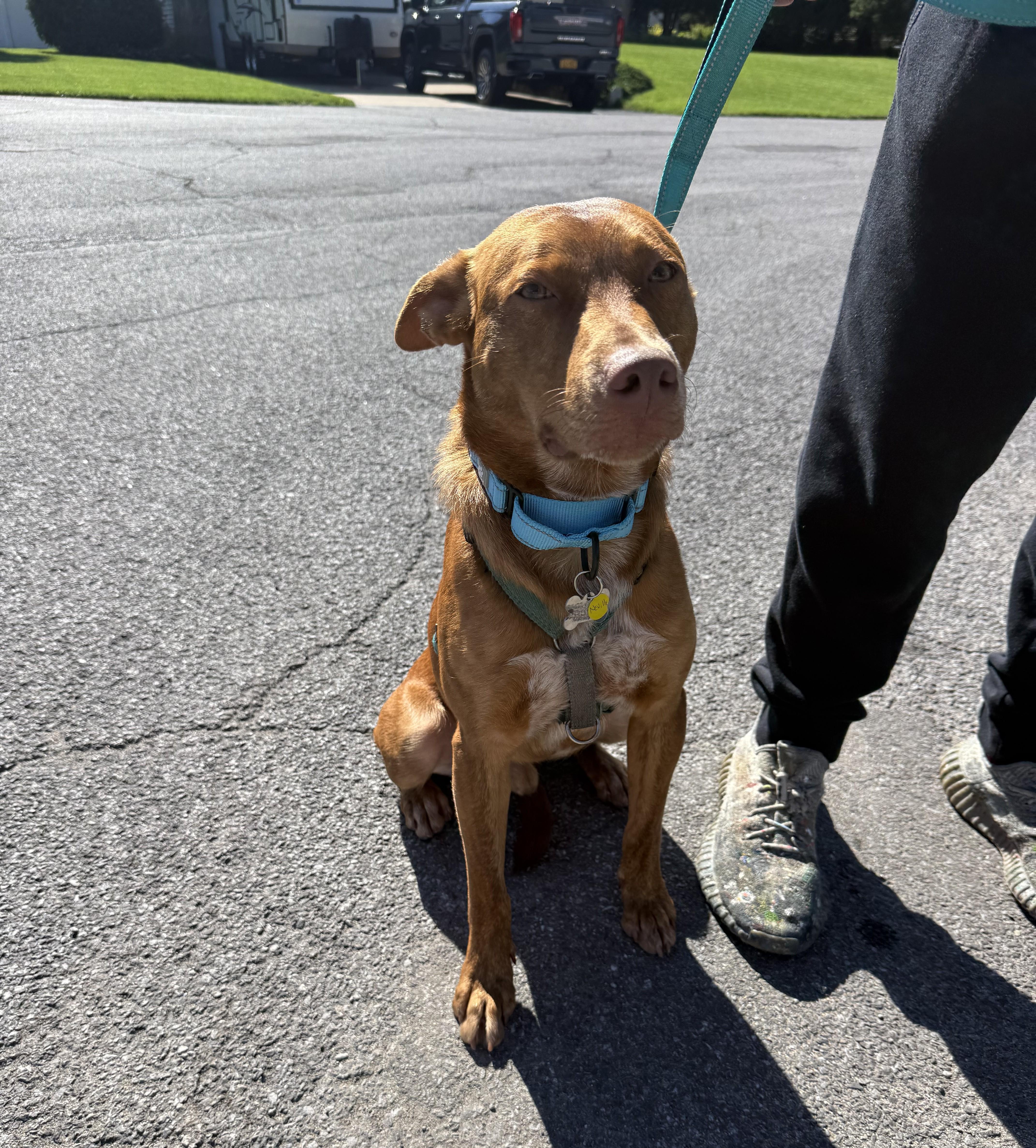 Enlarge Neville, a Adoptable mixed breed in Albany, NY image 2/6