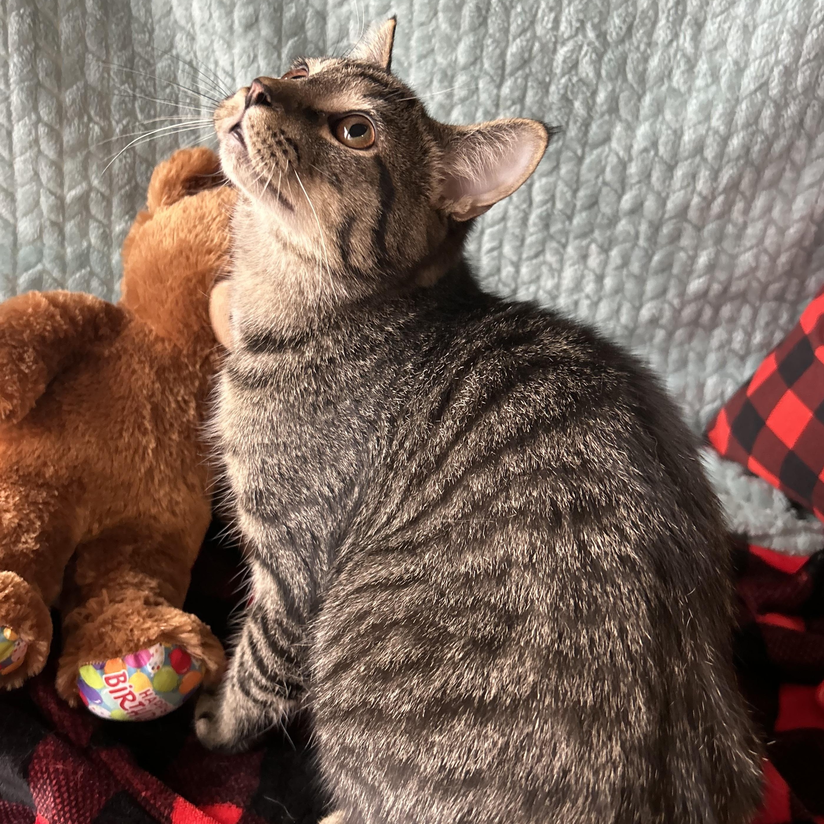 Enlarge Blaze, a Adoptable mixed breed in Madison Heights, MI image 2/3