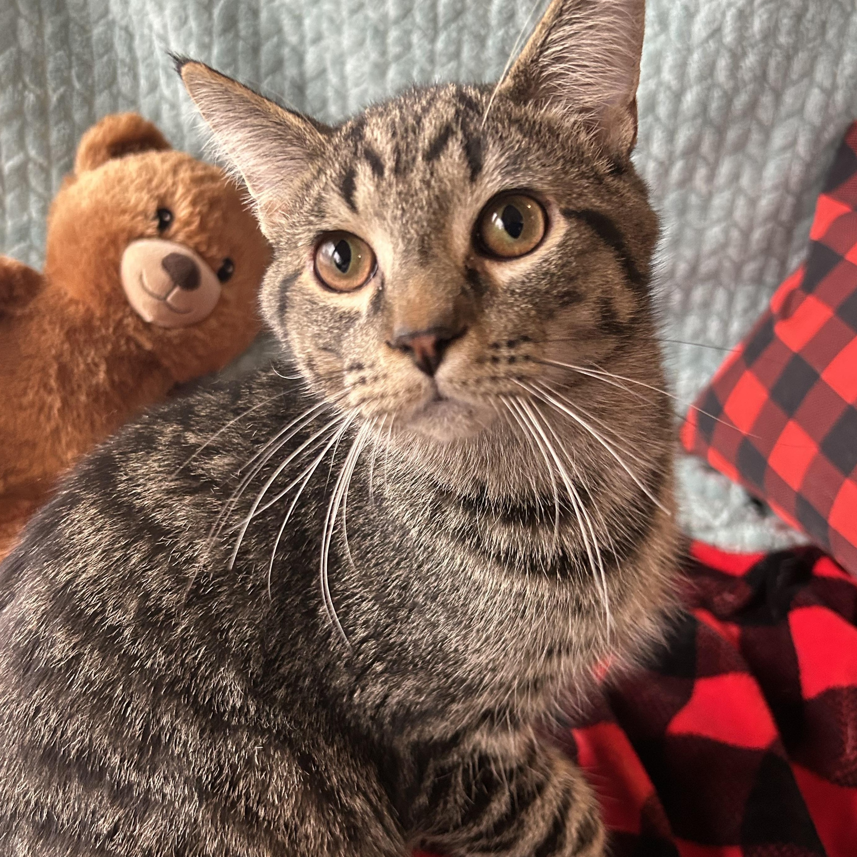 Enlarge Blaze, a Adoptable mixed breed in Madison Heights, MI image 1/3