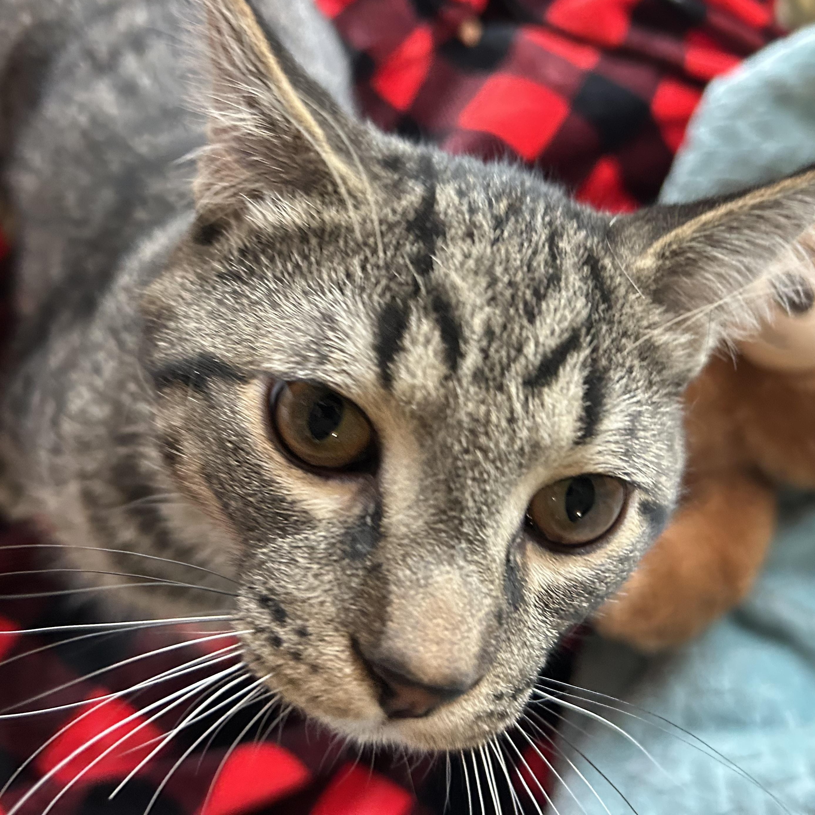 Enlarge Blaze, a Adoptable mixed breed in Madison Heights, MI image 3/3