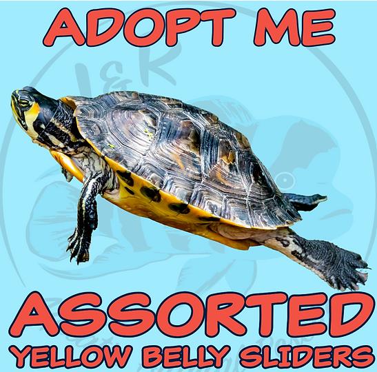 Yellow Belly Sliders, Adult Unknown unknown