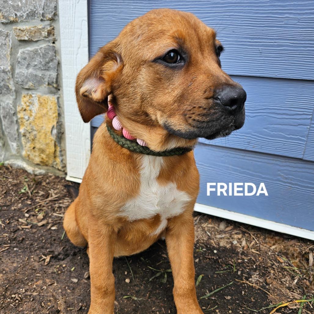 Frieda, Adoptable, Adult Female Mixed Breed & Mixed Breed.