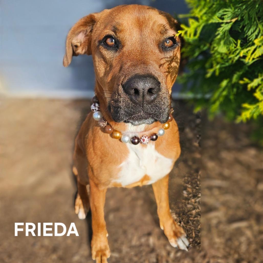 Enlarge Frieda, a Adoptable mixed breed in Madisonville, TN image 2/6