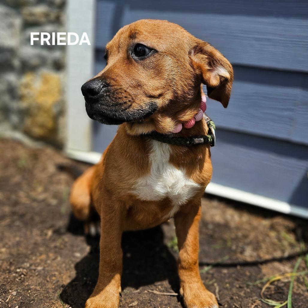 Enlarge Frieda, a Adoptable mixed breed in Madisonville, TN image 3/6
