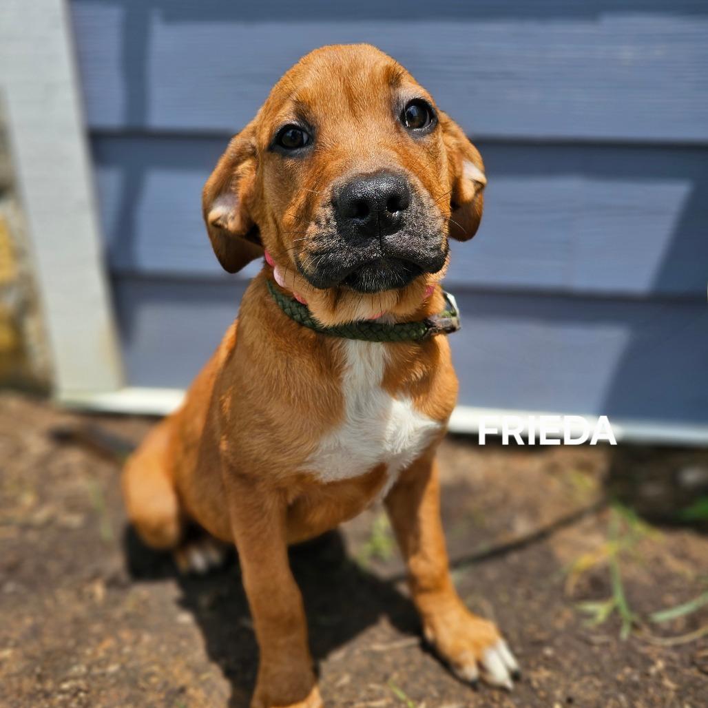 Enlarge Frieda, a Adoptable mixed breed in Madisonville, TN image 4/6