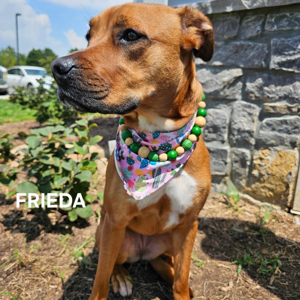 Enlarge Frieda, a Adoptable mixed breed in Madisonville, TN image 5/6