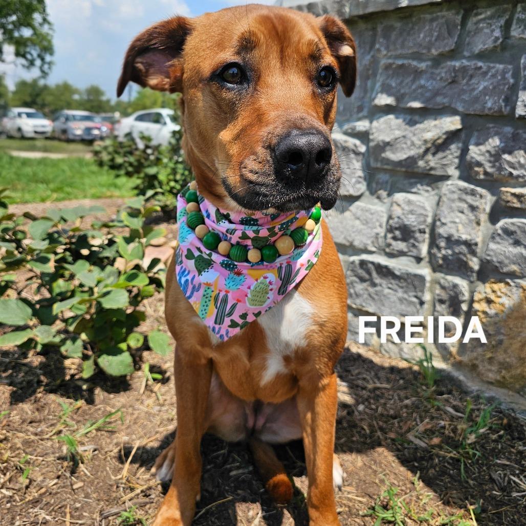 Enlarge Frieda, a Adoptable mixed breed in Madisonville, TN image 6/6