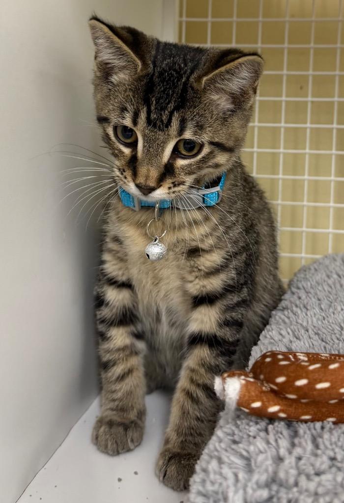 Leo, Adoptable, Kitten Male Domestic Short Hair.