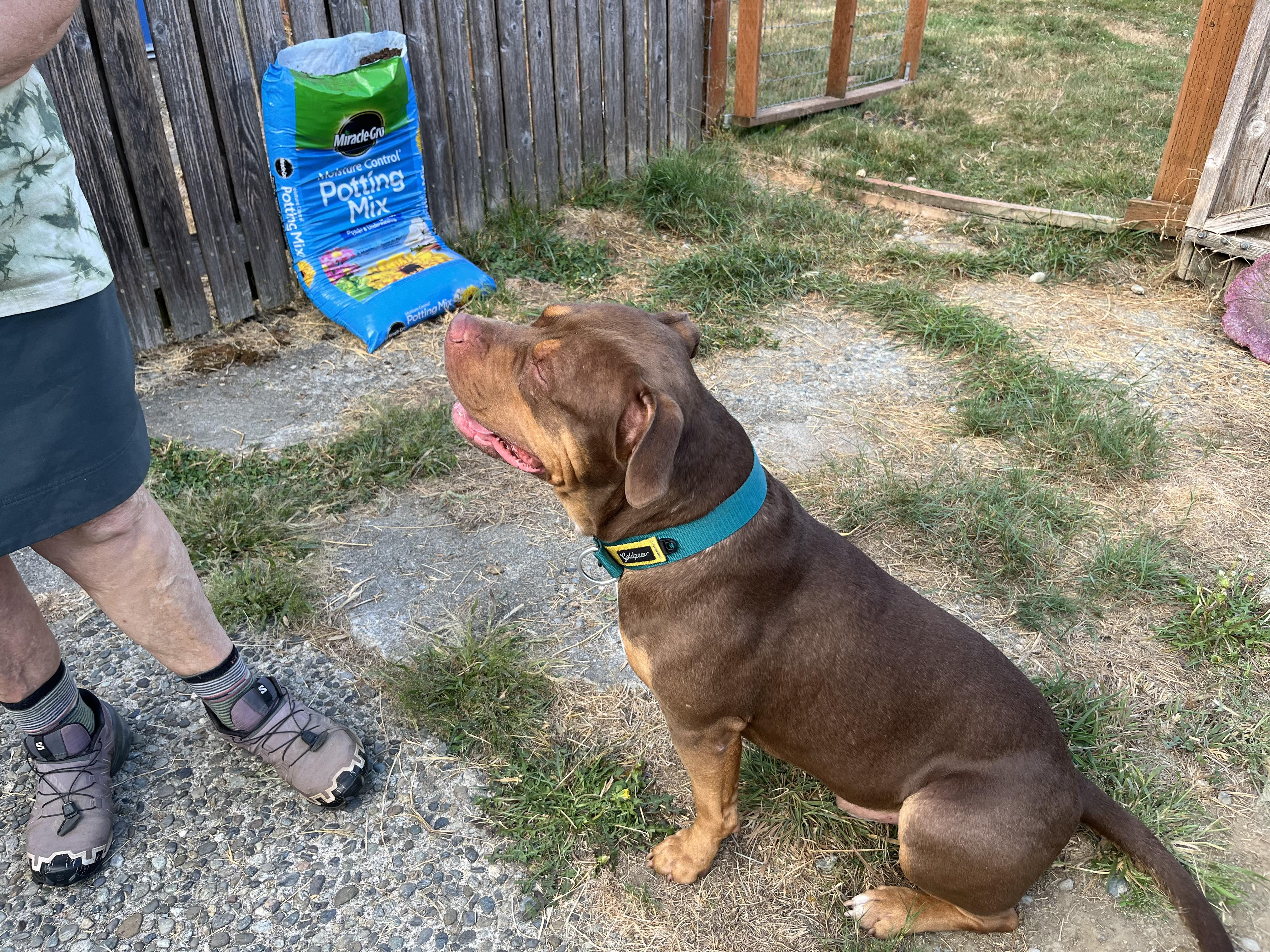 Enlarge Bruno, a ADOPTABLE mixed breed in Snoqualmie, WA image 2/3