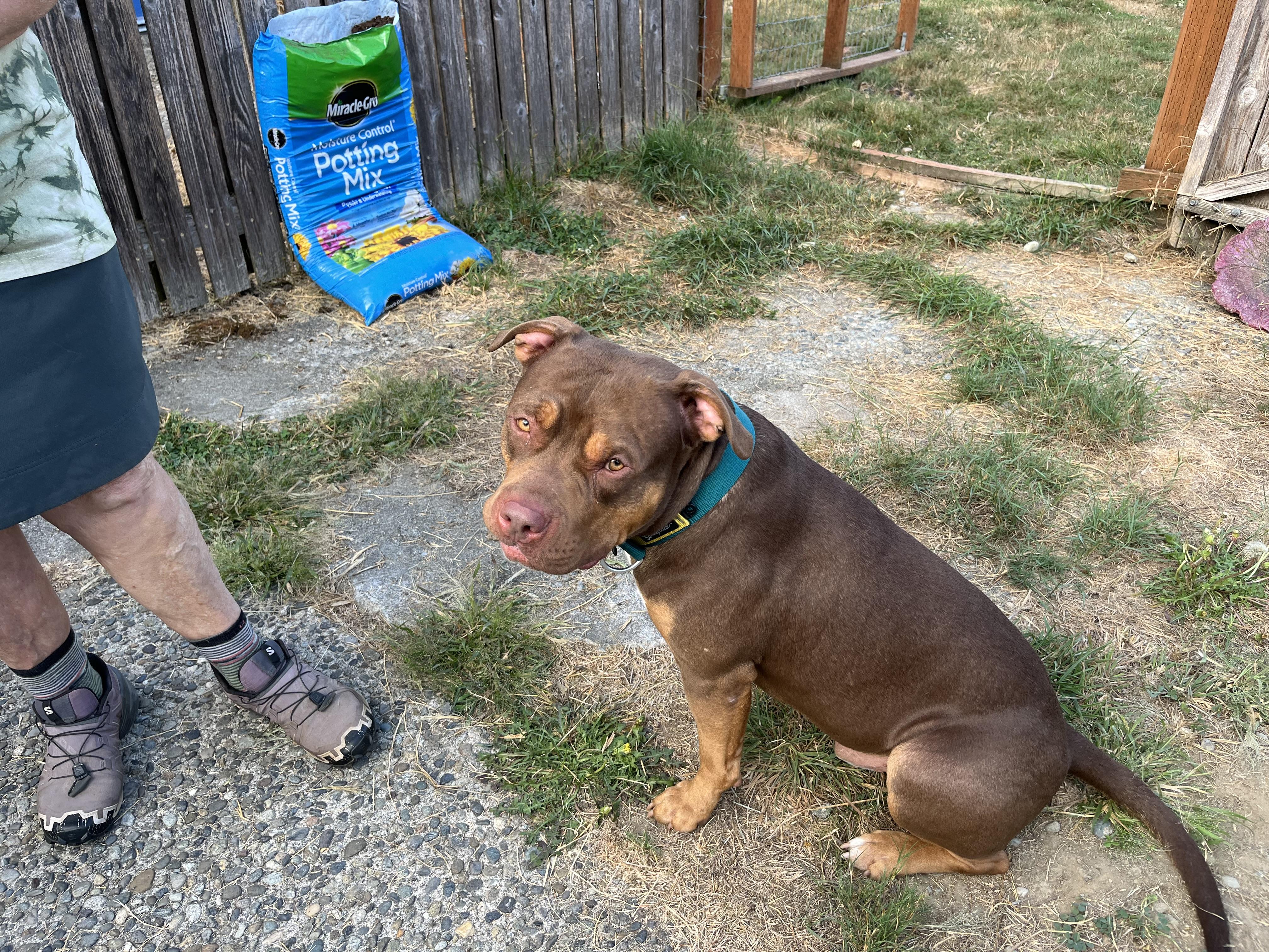 Enlarge Bruno, a ADOPTABLE mixed breed in Snoqualmie, WA image 1/3