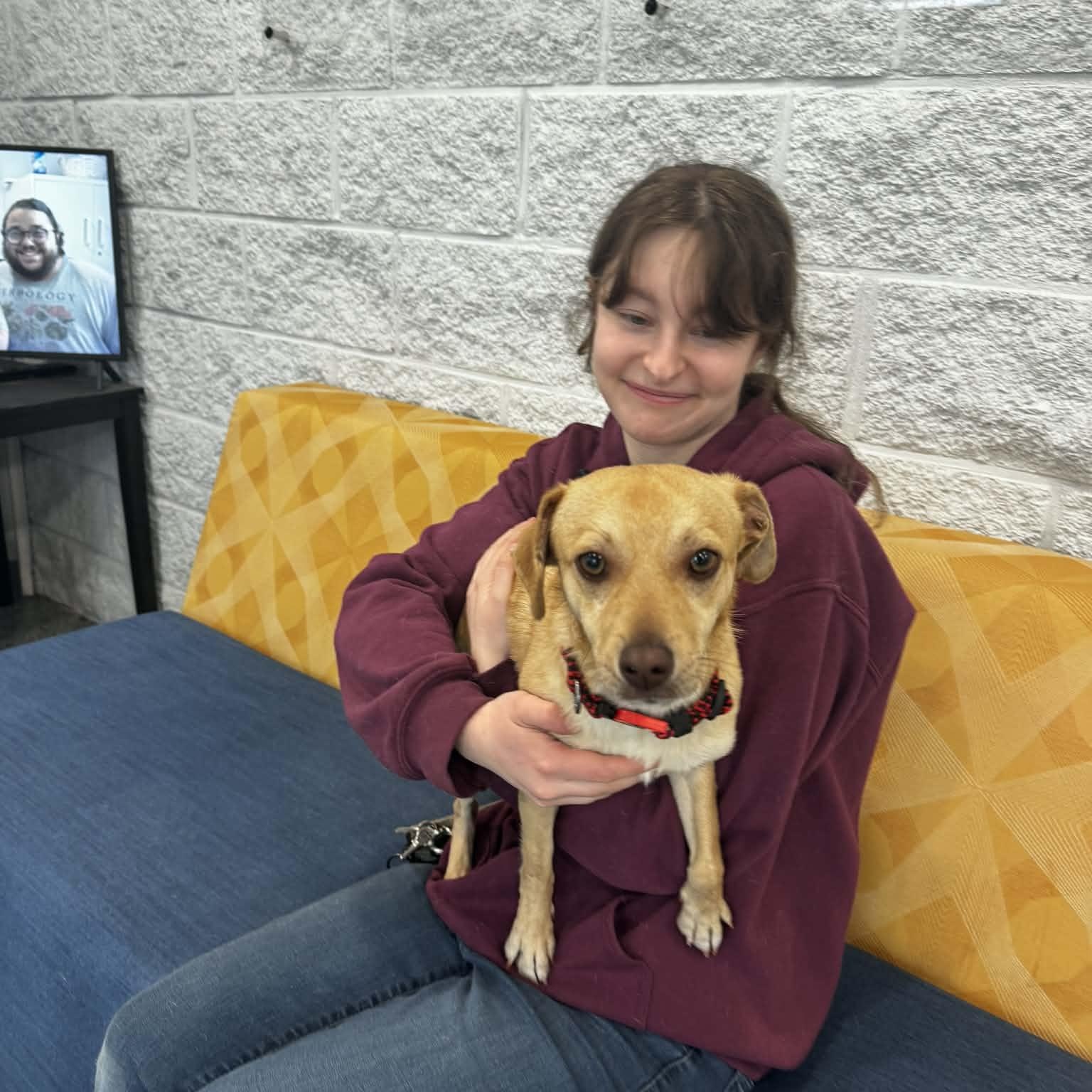 Enlarge Sparky, a ADOPTABLE mixed breed in Danbury, CT image 5/5