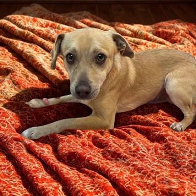 Enlarge Sparky, a ADOPTABLE mixed breed in Danbury, CT image 2/5