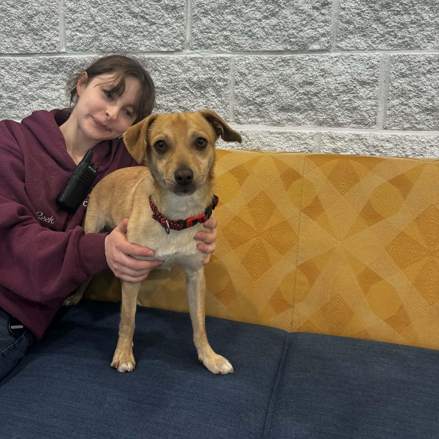 Enlarge Sparky, a ADOPTABLE mixed breed in Danbury, CT image 3/5