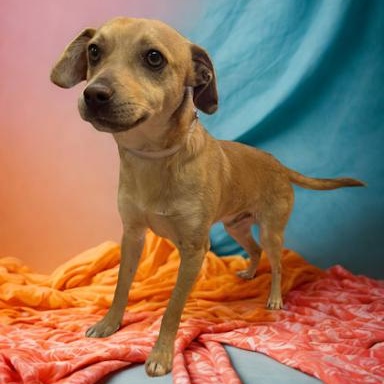 Sparky, ADOPTABLE, Young Male Chihuahua.