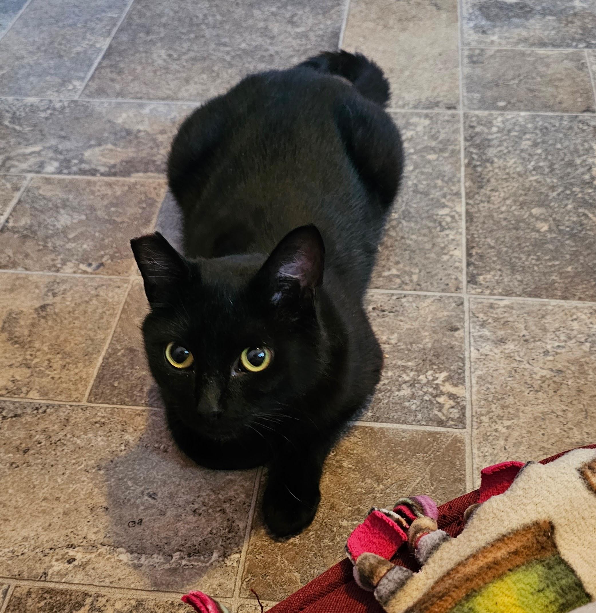 Enlarge Selena (Your Cat's New Best Friend), a ADOPTABLE Domestic Short Hair in Everett, WA image 4/5