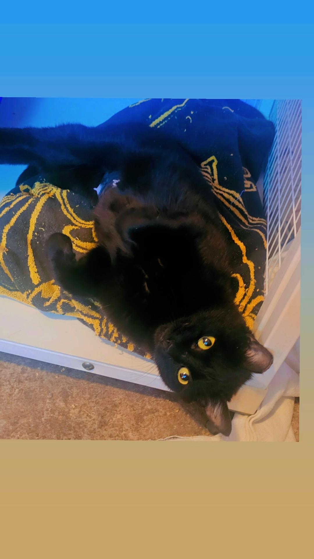 Enlarge Selena (Your Cat's New Best Friend), a ADOPTABLE Domestic Short Hair in Everett, WA image 5/5