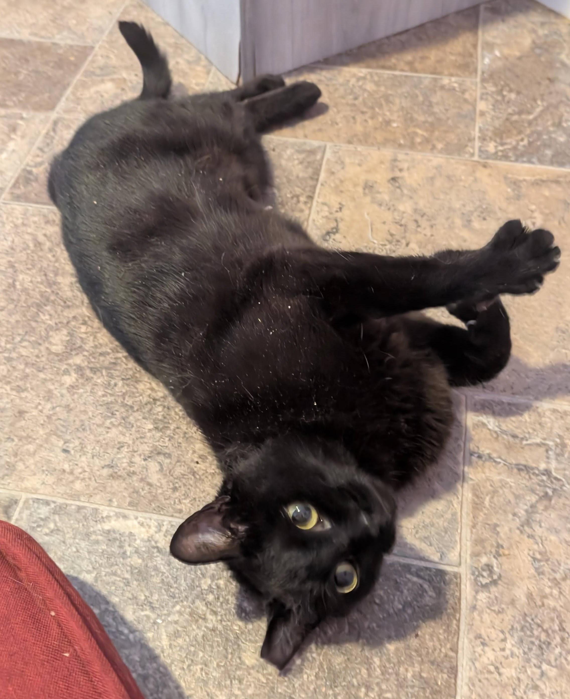 Enlarge Selena (Your Cat's New Best Friend), a ADOPTABLE Domestic Short Hair in Everett, WA image 3/5