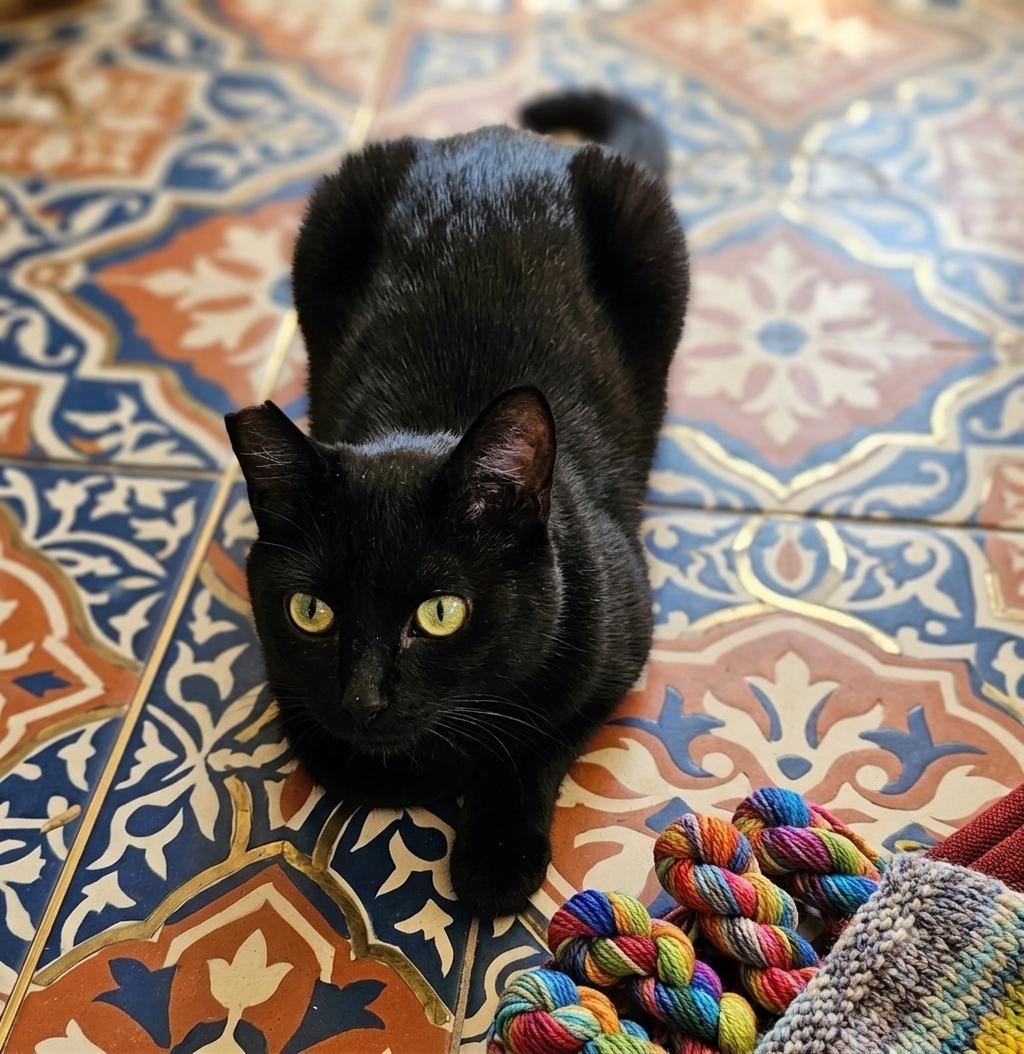 Enlarge Selena (Your Cat's New Best Friend), a ADOPTABLE Domestic Short Hair in Everett, WA image 2/5