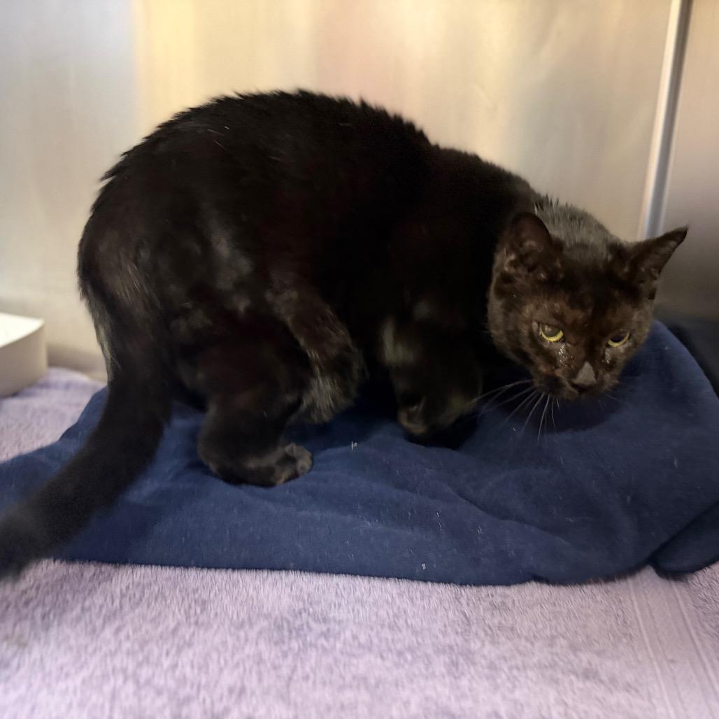 Grayci, Adoptable, Senior Female Balinese.